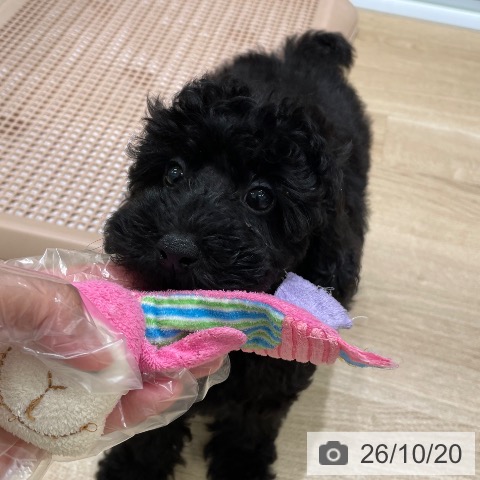 宮城県のトイプードル(トイ) (ペットプラス 名取店/2026年8月14日生まれ/男の子/ブラック)の子犬の3枚目の画像