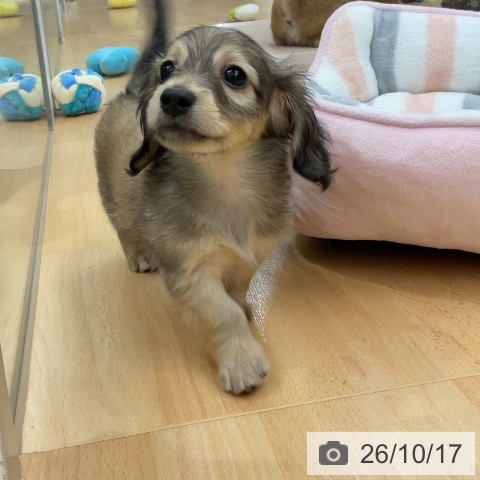 カニーンヘン・ダックスフンドの写真