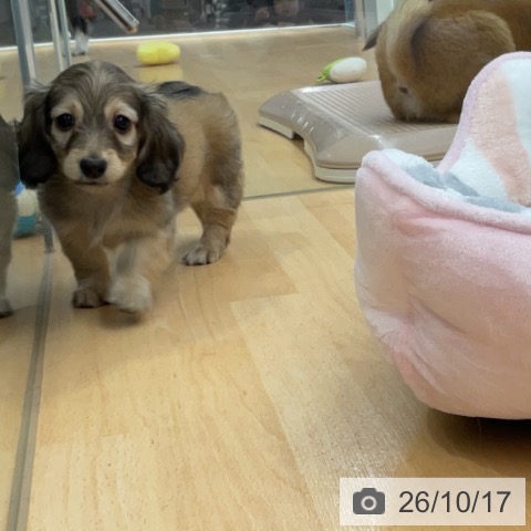 カニーンヘン・ダックスフンドの写真