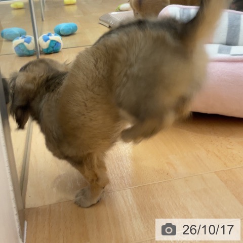 カニーンヘン・ダックスフンドの写真