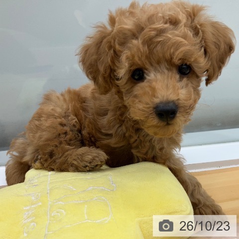 長野県のトイプードル(トイ) (ペットプラス 松本店/2026年8月14日生まれ/男の子/アプリコット)の子犬の4枚目の画像