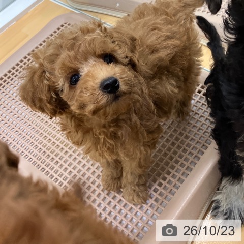 長野県のトイプードル(トイ) (ペットプラス 松本店/2026年8月14日生まれ/男の子/アプリコット)の子犬の3枚目の画像