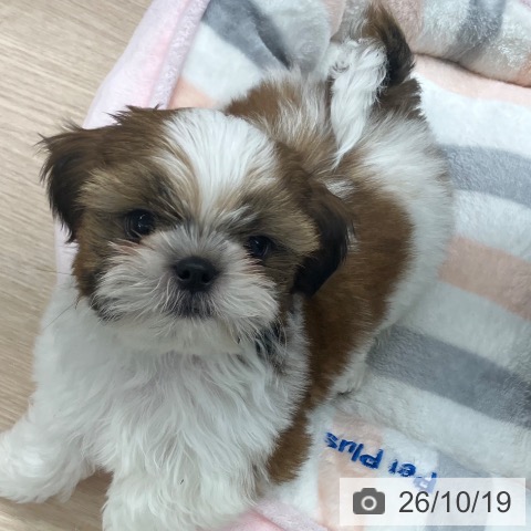 長崎県のシーズー (ペットプラス 長崎店/2026年8月13日生まれ/男の子/ゴールドホワイト)の子犬の3枚目の画像