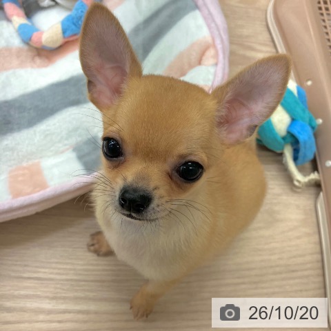 埼玉県のチワワ(ロング) (ペットプラス 八潮店/2026年8月14日生まれ/女の子/フォーン)の子犬の4枚目の画像