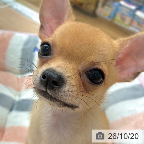 埼玉県のチワワ(ロング) (ペットプラス 八潮店/2026年8月14日生まれ/女の子/フォーン)の子犬の3枚目の画像