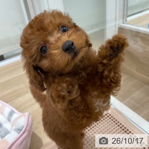 福岡県のトイプードル(トイ) (ペットプラス 八幡東店/2026年8月15日生まれ/男の子/レッド)の子犬の4枚目の画像