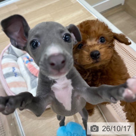 福岡県のトイプードル(トイ) (ペットプラス 八幡東店/2026年8月15日生まれ/男の子/レッド)の子犬の3枚目の画像