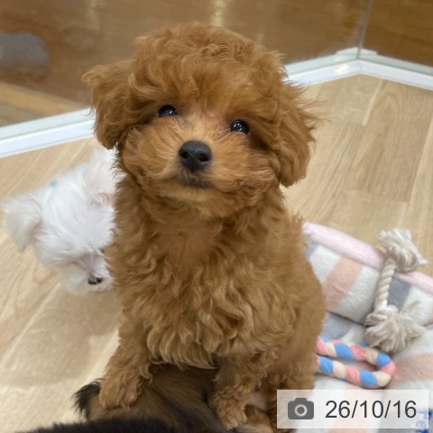福岡県のトイプードル(トイ) (ペットプラス 八幡東店/2026年8月15日生まれ/男の子/レッド)の子犬の4枚目の画像