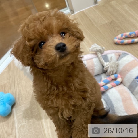 福岡県のトイプードル(トイ) (ペットプラス 八幡東店/2026年8月15日生まれ/男の子/レッド)の子犬の3枚目の画像