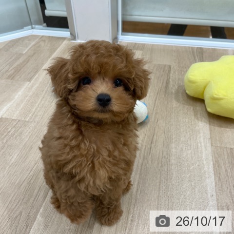 福岡県のトイプードル(トイ) (ペットプラス 八幡東店/2026年8月15日生まれ/男の子/レッド)の子犬の4枚目の画像