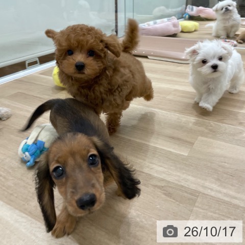福岡県のトイプードル(トイ) (ペットプラス 八幡東店/2026年8月15日生まれ/男の子/レッド)の子犬の3枚目の画像