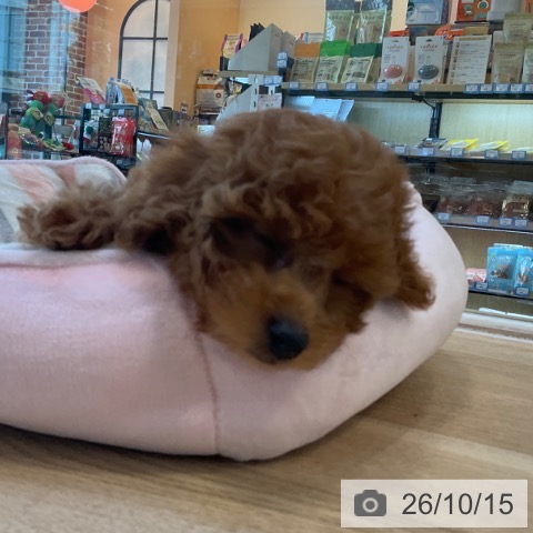 福岡県のトイプードル(トイ) (ペットプラス ららぽーと福岡店/2026年8月15日生まれ/男の子/レッド)の子犬の4枚目の画像