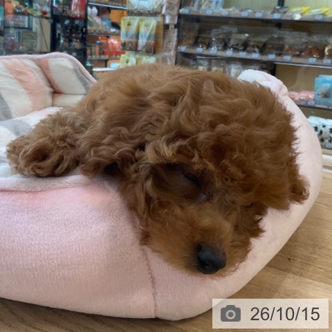 福岡県のトイプードル(トイ) (ペットプラス ららぽーと福岡店/2026年8月15日生まれ/男の子/レッド)の子犬の3枚目の画像