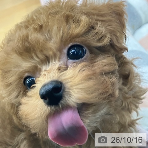 福岡県のトイプードル(トイ) (ペットプラス MARK IS 福岡ももち店/2026年8月15日生まれ/男の子/レッド)の子犬の4枚目の画像