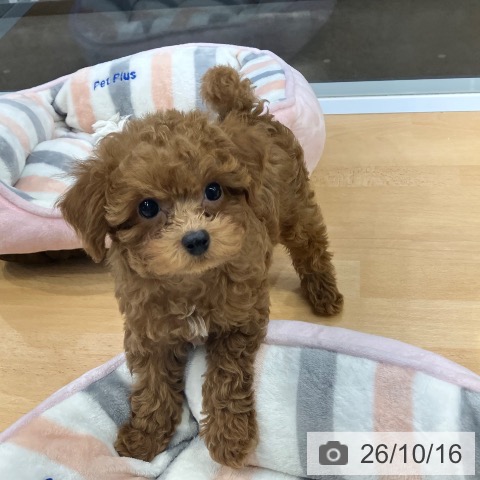 福岡県のトイプードル(トイ) (ペットプラス MARK IS 福岡ももち店/2026年8月15日生まれ/男の子/レッド)の子犬の3枚目の画像