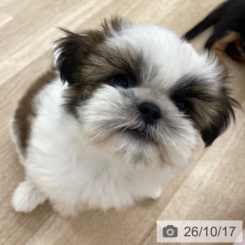 シー・ズーの写真