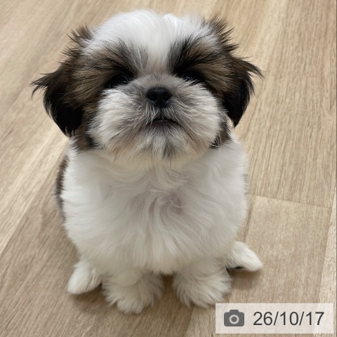 シー・ズーの写真
