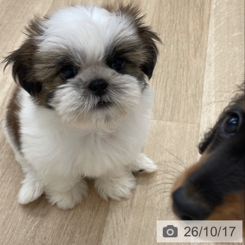 シー・ズーの写真