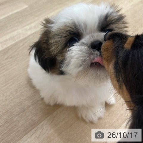 シー・ズーの写真