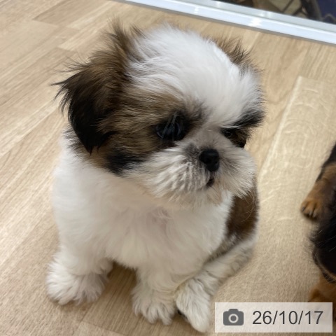 シー・ズーの写真
