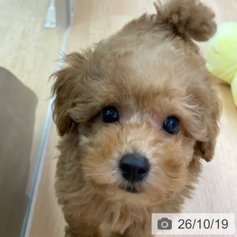 福岡県のトイプードル(トイ) (ペットプラス 福岡店/2026年8月13日生まれ/男の子/レッド)の子犬の4枚目の画像