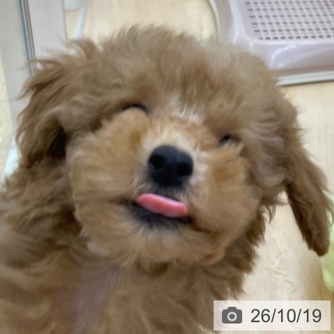 福岡県のトイプードル(トイ) (ペットプラス 福岡店/2026年8月13日生まれ/男の子/レッド)の子犬の3枚目の画像