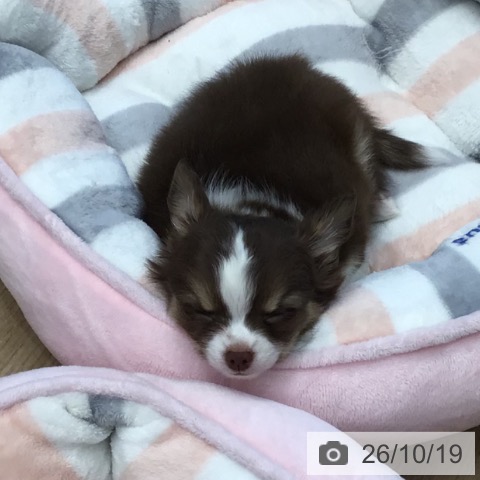 チワワの写真