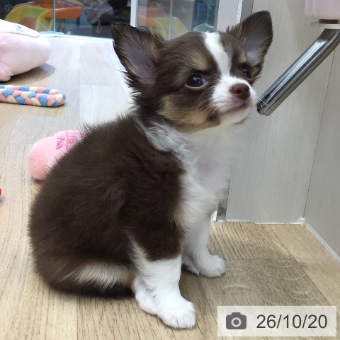 チワワの写真