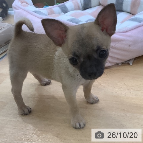 埼玉県のチワワ(ロング) (ペットプラス 羽生店/2026年8月14日生まれ/男の子/フォーンホワイト)の子犬の4枚目の画像