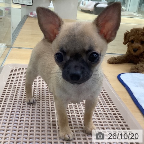 埼玉県のチワワ(ロング) (ペットプラス 羽生店/2026年8月14日生まれ/男の子/フォーンホワイト)の子犬の3枚目の画像