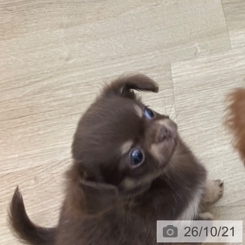 宮崎県のチワワ(ロング) (ペットプラス 宮崎店/2026年8月18日生まれ/女の子/チョコレートタン)の子犬の3枚目の画像