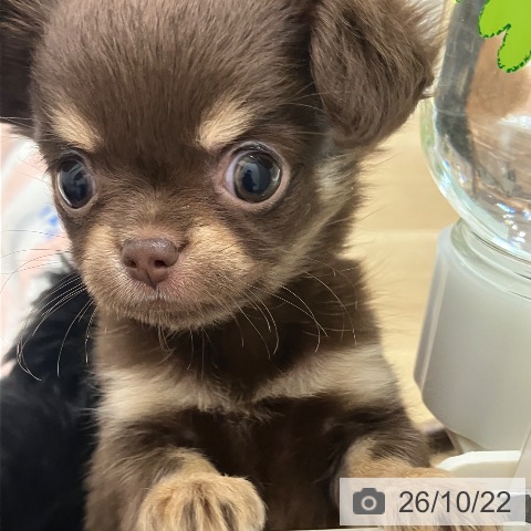 宮崎県のチワワ(ロング) (ペットプラス 宮崎店/2026年8月18日生まれ/女の子/チョコレートタン)の子犬の3枚目の画像