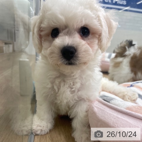 福岡県のビションフリーゼ (ペットプラス 春日店/2026年8月17日生まれ/男の子/ホワイト)の子犬の4枚目の画像