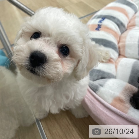 福岡県のビションフリーゼ (ペットプラス 春日店/2026年8月17日生まれ/男の子/ホワイト)の子犬の3枚目の画像