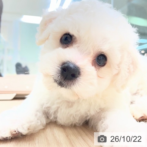 長崎県のビションフリーゼ (ペットプラス 長崎店/2026年8月17日生まれ/男の子/ホワイト)の子犬の3枚目の画像