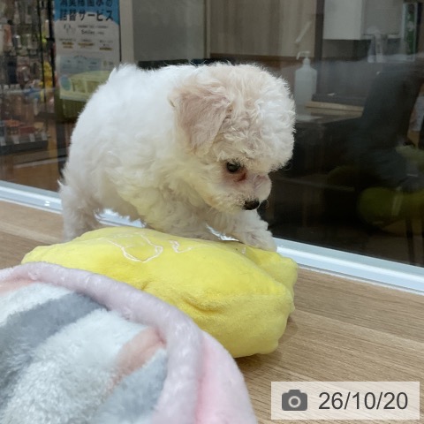 ビション・フリーゼの写真