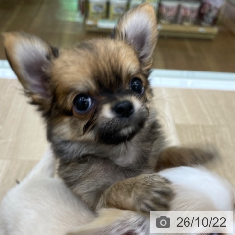 福島県のチワワ(ロング) (ペットプラス 福島店/2026年8月19日生まれ/男の子/フォーン)の子犬の3枚目の画像