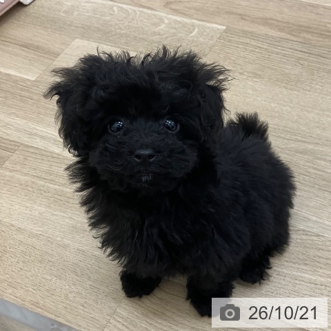 宮崎県のトイプードル(トイ) (ペットプラス 宮崎店/2026年8月9日生まれ/女の子/ブラック)の子犬の4枚目の画像