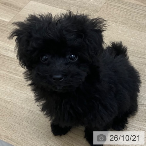 宮崎県のトイプードル(トイ) (ペットプラス 宮崎店/2026年8月9日生まれ/女の子/ブラック)の子犬の3枚目の画像