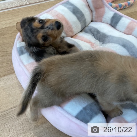 ミニチュア・ダックスフンドの写真