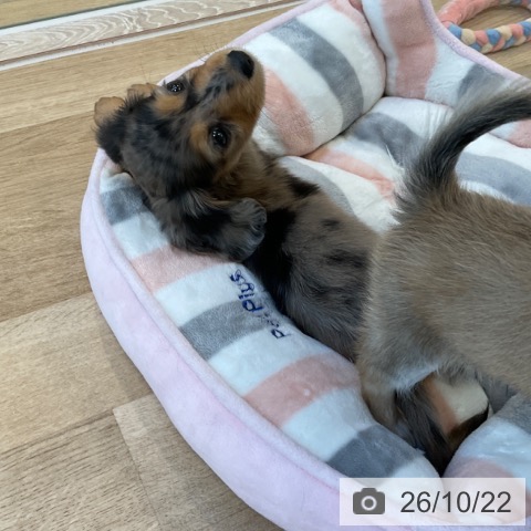 ミニチュア・ダックスフンドの写真