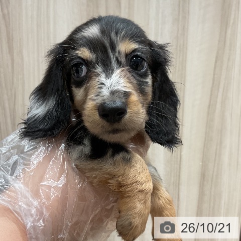 福岡県のミニチュアダックスフンド(ロング) (ペットプラス 香椎浜店/2026年8月18日生まれ/男の子/シルバーダップル)の子犬の4枚目の画像