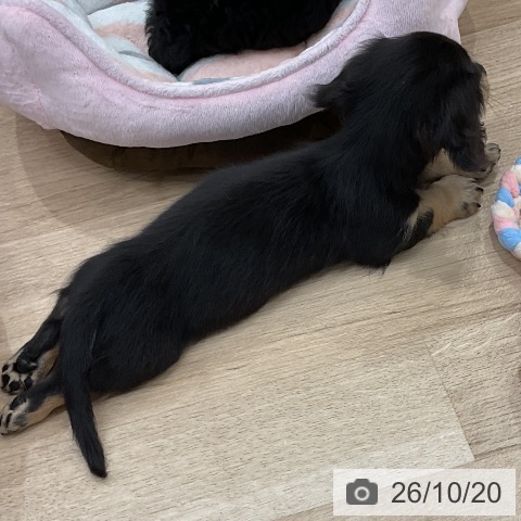 ミニチュア・ダックスフンドの写真