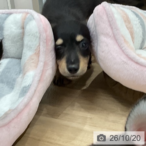 ミニチュア・ダックスフンドの写真