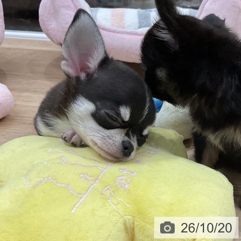 チワワの写真