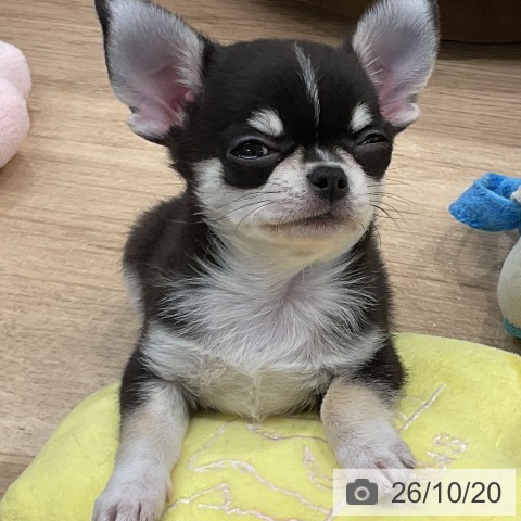 チワワの写真