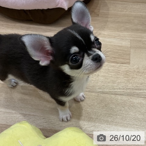 チワワの写真
