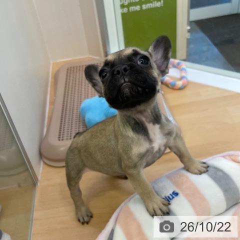 福岡県のフレンチブルドッグ (ペットプラス 福岡店/2026年8月18日生まれ/女の子/フォーン)の子犬の4枚目の画像