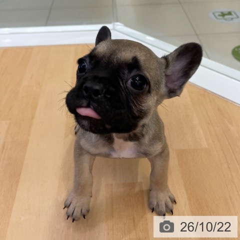 福岡県のフレンチブルドッグ (ペットプラス 福岡店/2026年8月18日生まれ/女の子/フォーン)の子犬の3枚目の画像