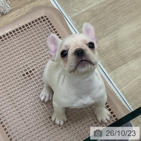 福岡県のフレンチブルドッグ (ペットプラス 八幡東店/2026年8月19日生まれ/女の子/クリーム)の子犬の3枚目の画像